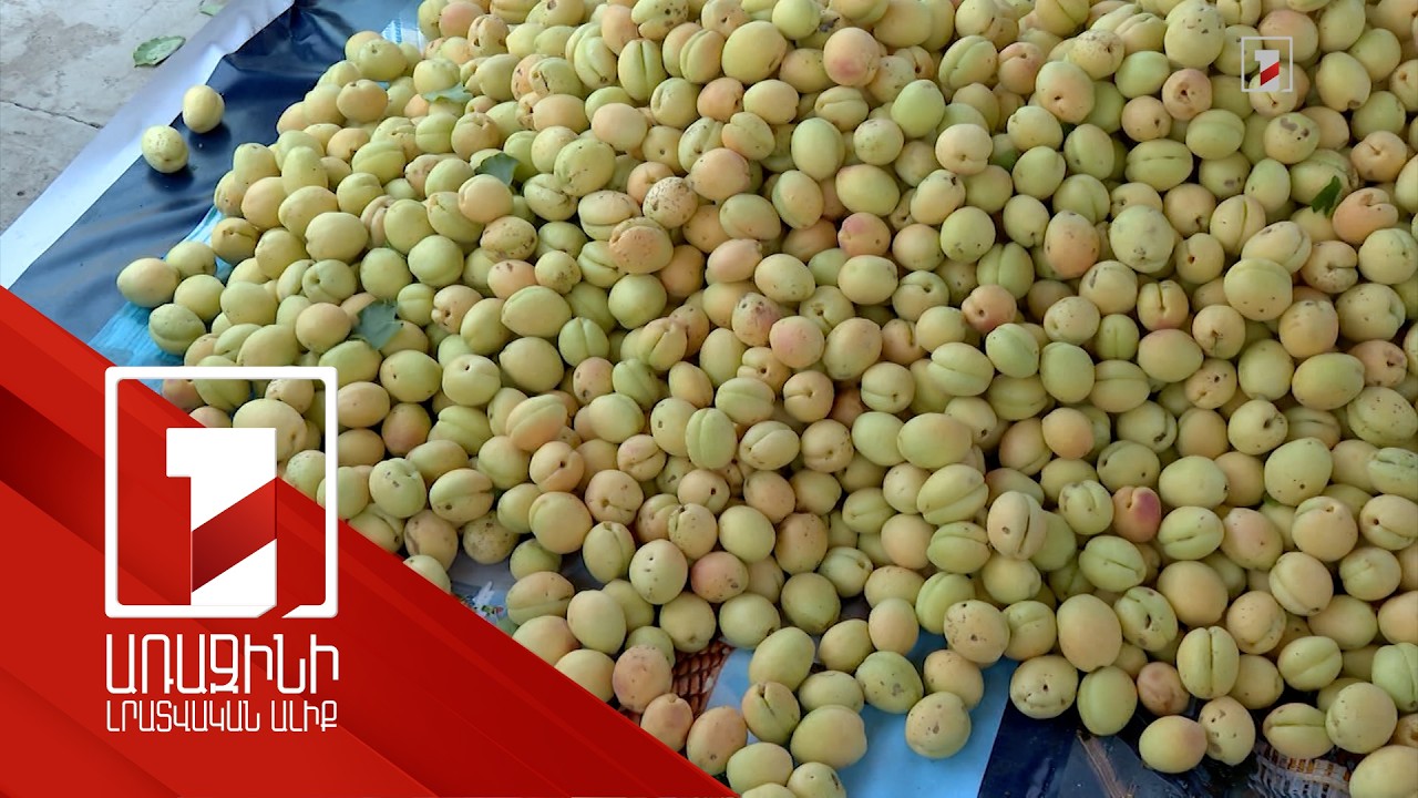 Հասած ծիրանը գետնին չի մնա. բնակիչները գնից գոհ չեն, բայց վստահ են՝ արտահանող կգտնվի