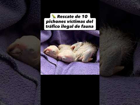 🦜NO al tráfico de fauna silvestre