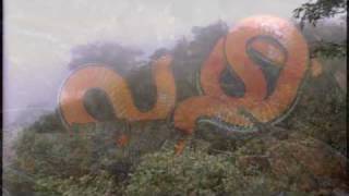 preview picture of video 'Cost Rica litter snake, Rhadinaea'