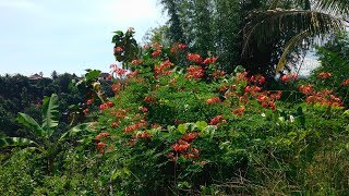 Caesalpinia Pulcherrima Wild Flower in the Plant Field