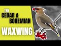 Cedar and Bohemian Waxwings | The Peaceable Flock Birds