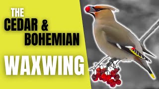 Cedar and Bohemian Waxwings | The Peaceable Flock Birds