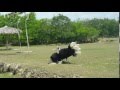 【Amazing!】 UNSUCCESSFUL Ostrich Mating Dance To Human