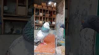 Download lagu Bahan merpati tinggian cocok buat kentong mp3