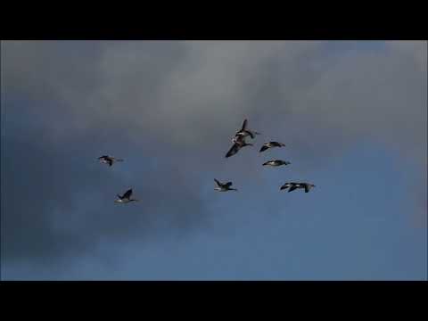 Mango, Nigel Good, Richard J Aarden feat. Hiroyuki Imamura - Chasing Birds (Album Mix) [Video]