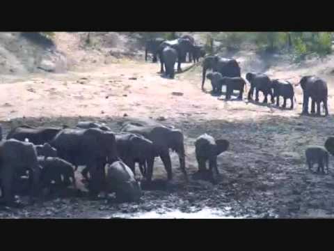 Djuma Game Reserve: Ellie get's very vocal, upset or angry  Oct 05, 2015