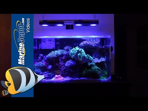 Marine Depot Featured Tank: Bret's Mature 55 Gallon Mixed Reef