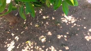 Job Jack Of All Trades Renaissance Man Taking Down Small Palm Tree Landscaper 02