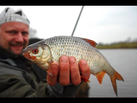 Matze Koch: Feeding on canals and lakes - Matze's antics 08-2012