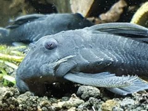 download lagu mp3 mp4 L239 Pleco, download lagu L239 Pleco gratis, unduh video klip L239 Pleco