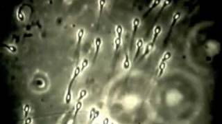 Ariel Pink - New Trumpets of Time