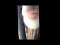 Goat licks camera 
