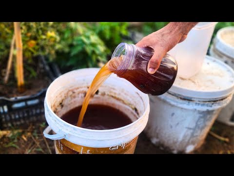 The strongest organic liquid fertilizer for tomatoes, onions, and cucumbers! Just 2 ingredients
