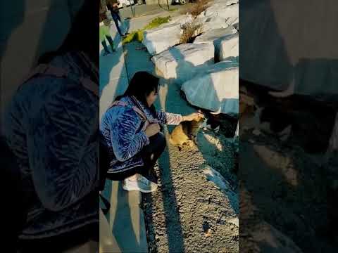 Cat 2 😺 || Istanbul, Turkey || Video Credit (Fahim) #Shots