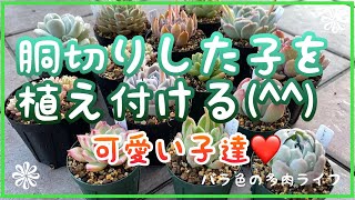 【多肉植物】【ガーデニング】胴切りした子を植え付ける。可愛い子達❤️