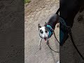 Daisy and Marron walked to Riogordo town and back today❤️ AAR please adopt or foster
