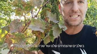 טריק לעצים חולים - קומפוסט לעצי פרי נשירים לפני שלכת