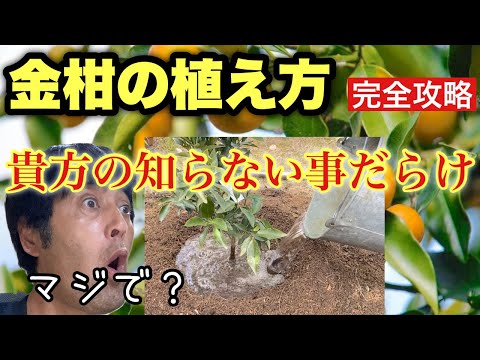 果物からキンカンを育てる方法