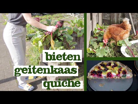 , title : 'BIETEN GEITENKAAS QUICHE | bieten oogsten | kippensnack'