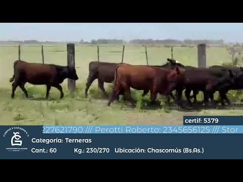 Lote Hembras - Chascomús BS As