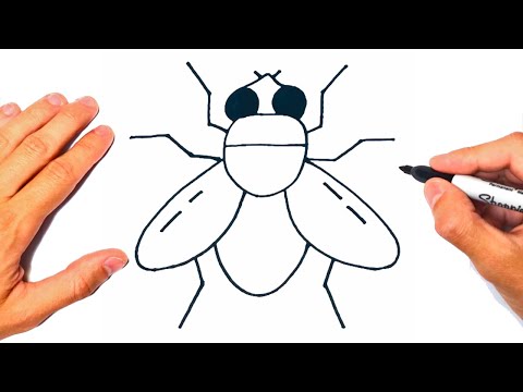 How to draw a Fly Step by Step | Drawing a Fly