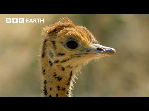 Life with Wings: The Secret Lives of Birds | BBC Earth
