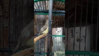 Download lagu Remetuk Laut Gacor | Nyiul Sisir Balong | Kicauan Remetuk Laut Birahi | Remetuk Laut Variasi #kicau mp3 Download lagu Remetuk Laut Gacor | Nyiul Sisir Balong | Kicauan Remetuk Laut Birahi | Remetuk Laut Variasi #kicau mp3