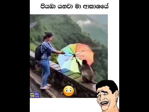 පියඹා යනවා මා ආකාසයේ, Piyamba yanawa ma Akasaye #funny #fypシ゚viral #viralvideo #monkey