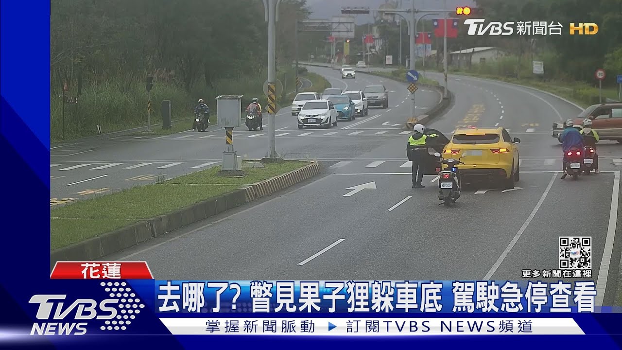 去哪了?瞥見果子狸躲車底 駕駛急停查看
