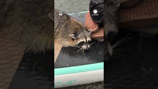 Paddleboarders Rescue Raccoon During Texas Downpour