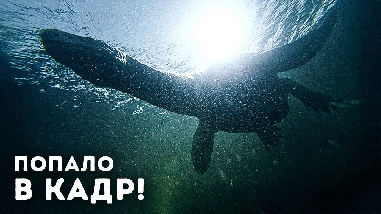 В 2026 году очевидцы снова замечают странное в озере Лох-Несс