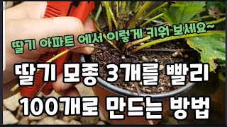 한번만 심으면 평생먹는 딸기 모종 1개로 100개 만들기~ #딸기모종번식하는방법  #딸기수정하는방법 #딸기수…