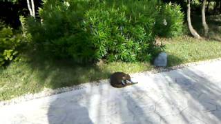 We still have no idea what kind of animal this is