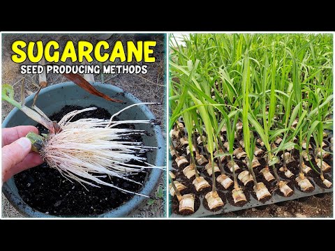 Sugarcane Seeds 2065