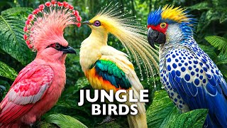 TROPICAL BIRDS DISCOVERY / 60FPS 4K ULTRA HD #4K #ANIMALS
