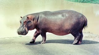 Pablo Escobar's Hippos Have Created an Ecological Crisis in Colombia