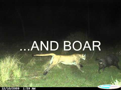 BIG CATS In Forest Of Dean