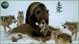 Download lagu Craziest Grizzly Bear Attacks Ever Caught On Camera | Animal Fights mp3