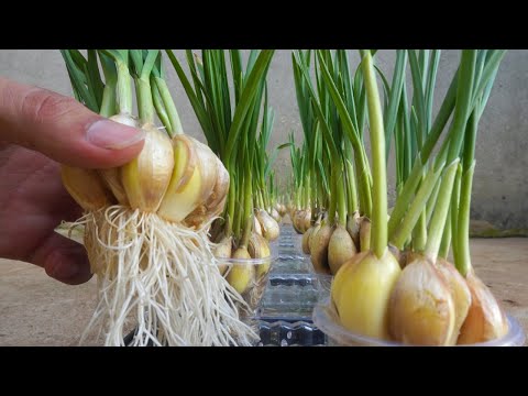 How to grow garlic with water is very easy no care needed