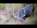 10 Days of Colorado Hunting - @MonsterMuleys.com