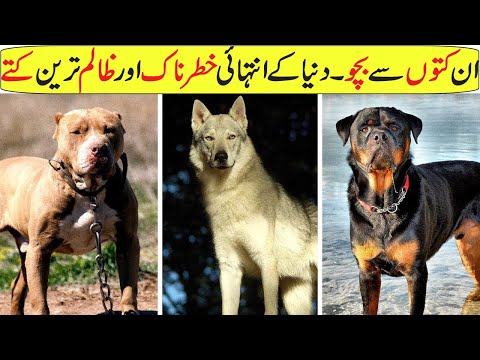 Top 10 Dangerous Dog Breeds In The World 2020 In Hindi/Urdu