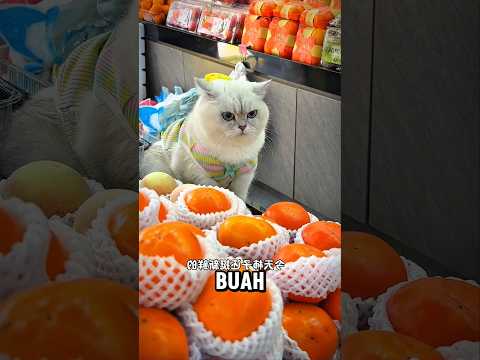 Cici beliin buah buat majikan 🥺