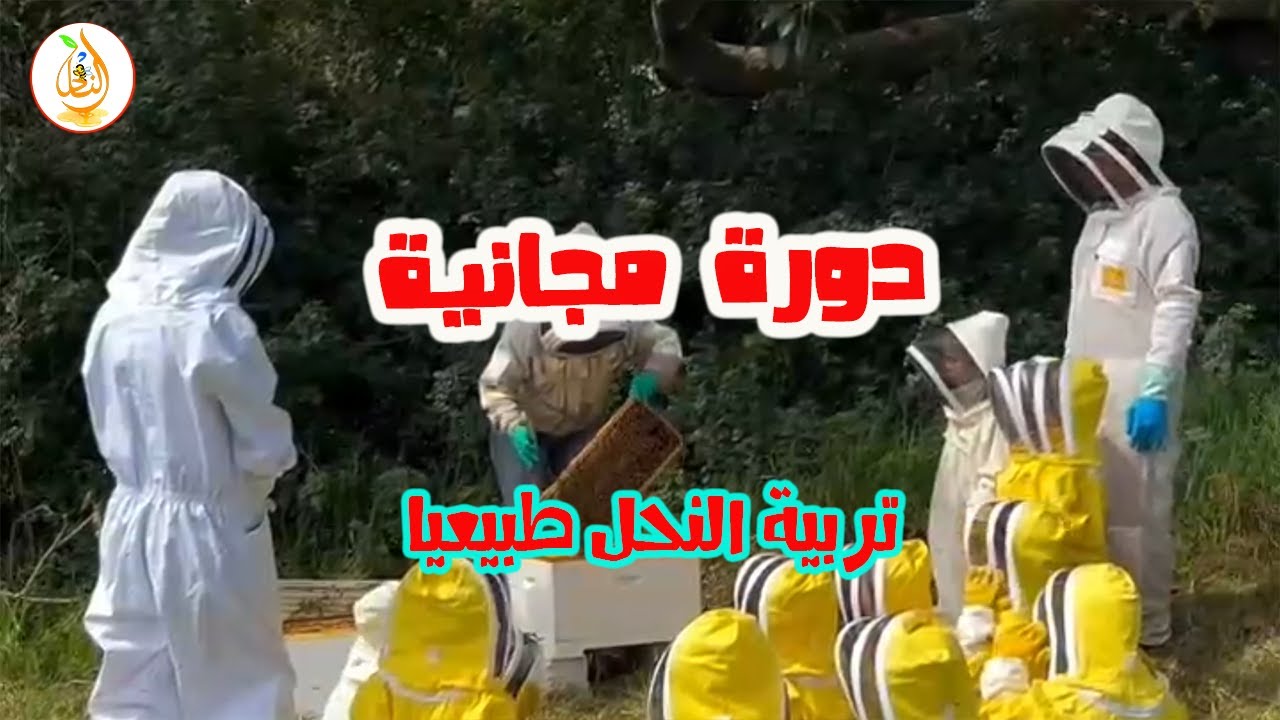 دورة مجانية لتربية النحل طبيعيا