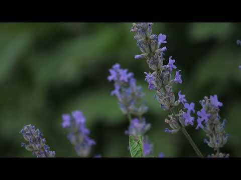 #stressfree #relaxing #flowers #soothingrelaxation #5k