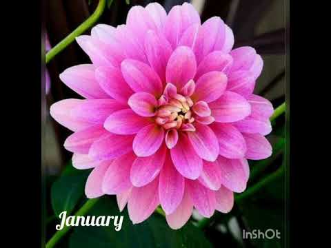 Beautiful flowers month wise 😍😍