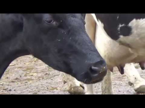 cows chewing the cud
