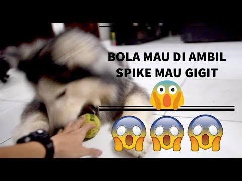 CARA MENGAJARKAN ANJING BERBICARA / HOWLING / BARKING - vlog