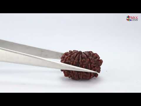 Brown 10 mukhi rudraksha