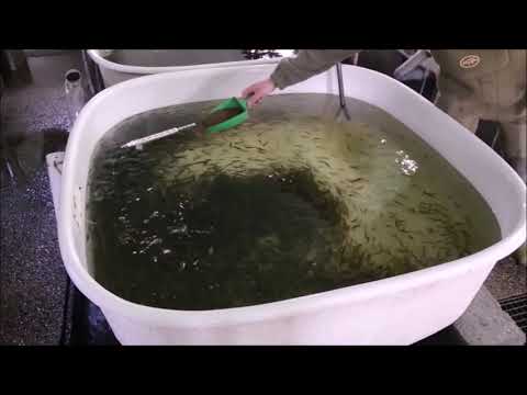 TRUITE ELEVAGE ET TRUITE AU BLEU 4 MINUTES