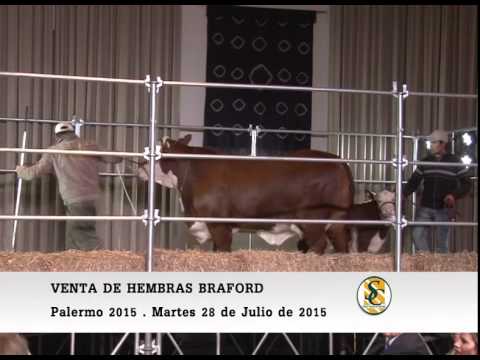 28-07- 15 - Venta de Hembras Braford - Palermo 2015.
